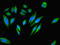 Proliferation And Apoptosis Adaptor Protein 15 antibody, LS-C676242, Lifespan Biosciences, Immunofluorescence image 