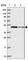 IST1 Factor Associated With ESCRT-III antibody, HPA041802, Atlas Antibodies, Western Blot image 