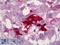 Neuropeptide Y antibody, LS-B6400, Lifespan Biosciences, Immunohistochemistry paraffin image 