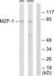 Myeloid Zinc Finger 1 antibody, LS-B7132, Lifespan Biosciences, Western Blot image 