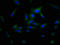 Popeye Domain Containing 3 antibody, LS-C674096, Lifespan Biosciences, Immunofluorescence image 