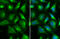 ADP Ribosylation Factor 5 antibody, GTX104783, GeneTex, Immunofluorescence image 