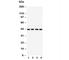 Actin Gamma 1 antibody, R30386, NSJ Bioreagents, Western Blot image 