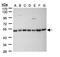 Histone Deacetylase 3 antibody, GTX109679, GeneTex, Western Blot image 