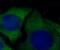 Orosomucoid 2 antibody, FNab06014, FineTest, Immunofluorescence image 