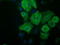 Ras association domain-containing protein 1 antibody, TA502480, Origene, Immunofluorescence image 