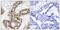 p21 antibody, PA5-37519, Invitrogen Antibodies, Immunohistochemistry frozen image 