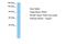 Programmed Cell Death 6 Interacting Protein antibody, A30208, Boster Biological Technology, Western Blot image 