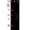 Doublecortin antibody, M01053-1, Boster Biological Technology, Western Blot image 