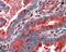 Actin Related Protein 1B antibody, 45-291, ProSci, Immunohistochemistry paraffin image 