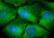 Pelota MRNA Surveillance And Ribosome Rescue Factor antibody, 10582-1-AP, Proteintech Group, Immunofluorescence image 