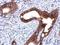 PKP1 antibody, GTX110201, GeneTex, Immunohistochemistry paraffin image 
