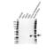 Carbonic Anhydrase 3 antibody, VPA00602, Bio-Rad (formerly AbD Serotec) , Western Blot image 