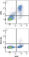 Fc Fragment Of IgE Receptor II antibody, MAB123, R&D Systems, Western Blot image 