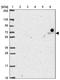 FAST Kinase Domains 3 antibody, PA5-64374, Invitrogen Antibodies, Western Blot image 