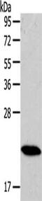 RAB18, Member RAS Oncogene Family antibody, CSB-PA981899, Cusabio, Western Blot image 