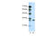 Ts Translation Elongation Factor, Mitochondrial antibody, 28-917, ProSci, Western Blot image 