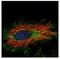 Kelch Like Family Member 2 antibody, NBP2-17080, Novus Biologicals, Immunofluorescence image 