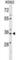 PDZ And LIM Domain 4 antibody, abx029930, Abbexa, Western Blot image 