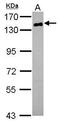 CD22 Molecule antibody, PA5-29893, Invitrogen Antibodies, Western Blot image 