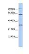 LOC100364462 antibody, orb325707, Biorbyt, Western Blot image 
