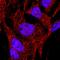 Integrin Subunit Alpha 8 antibody, BAF4076, R&D Systems, Immunocytochemistry image 