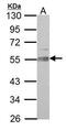 Angio-associated migratory cell protein antibody, PA5-31454, Invitrogen Antibodies, Western Blot image 