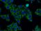 Serpin Family E Member 1 antibody, 66261-1-Ig, Proteintech Group, Immunofluorescence image 
