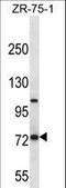 Folate Hydrolase 1 antibody, LS-C166202, Lifespan Biosciences, Western Blot image 