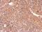 Ras Like Without CAAX 1 antibody, PA5-30919, Invitrogen Antibodies, Immunohistochemistry frozen image 