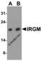 Immunity Related GTPase M antibody, 4543, ProSci, Western Blot image 