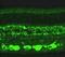 RAN Binding Protein 2 antibody, GTX22938, GeneTex, Immunohistochemistry frozen image 