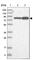 G Elongation Factor Mitochondrial 1 antibody, HPA034765, Atlas Antibodies, Western Blot image 