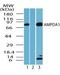 Adenosine Monophosphate Deaminase 1 antibody, PA5-23172, Invitrogen Antibodies, Western Blot image 