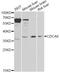 Cell Division Cycle Associated 8 antibody, LS-C747689, Lifespan Biosciences, Western Blot image 