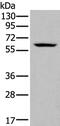 Zinc Finger Protein 76 antibody, PA5-67580, Invitrogen Antibodies, Western Blot image 