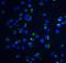 Apoptotic Chromatin Condensation Inducer 1 antibody, GTX27354, GeneTex, Immunofluorescence image 