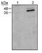 Caspase 9 antibody, GTX30245, GeneTex, Western Blot image 