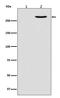 RNA Polymerase II Subunit A antibody, P01029-1, Boster Biological Technology, Western Blot image 