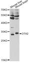 Orthodenticle Homeobox 2 antibody, A5475, ABclonal Technology, Western Blot image 