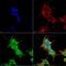 Ankyrin-1 antibody, MA5-27723, Invitrogen Antibodies, Immunofluorescence image 