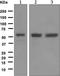 TEA Domain Transcription Factor 1 antibody, ab133533, Abcam, Western Blot image 