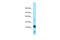 Brain Expressed X-Linked 4 antibody, ARP66738_P050, Aviva Systems Biology, Western Blot image 