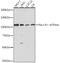 ATPase Na+/K+ Transporting Subunit Alpha 1 antibody, GTX64425, GeneTex, Western Blot image 