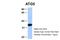 Autophagy Related 5 antibody, 30-955, ProSci, Western Blot image 