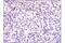 BLNK antibody, 36438T, Cell Signaling Technology, Immunohistochemistry paraffin image 