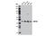 SET And MYND Domain Containing 3 antibody, 12859S, Cell Signaling Technology, Western Blot image 