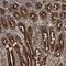 Isoleucyl-TRNA Synthetase 2, Mitochondrial antibody, NBP1-84638, Novus Biologicals, Immunohistochemistry frozen image 