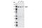 Apoptotic Peptidase Activating Factor 1 antibody, 5088S, Cell Signaling Technology, Western Blot image 