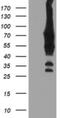 BIRC3 antibody, NBP2-46576, Novus Biologicals, Western Blot image 